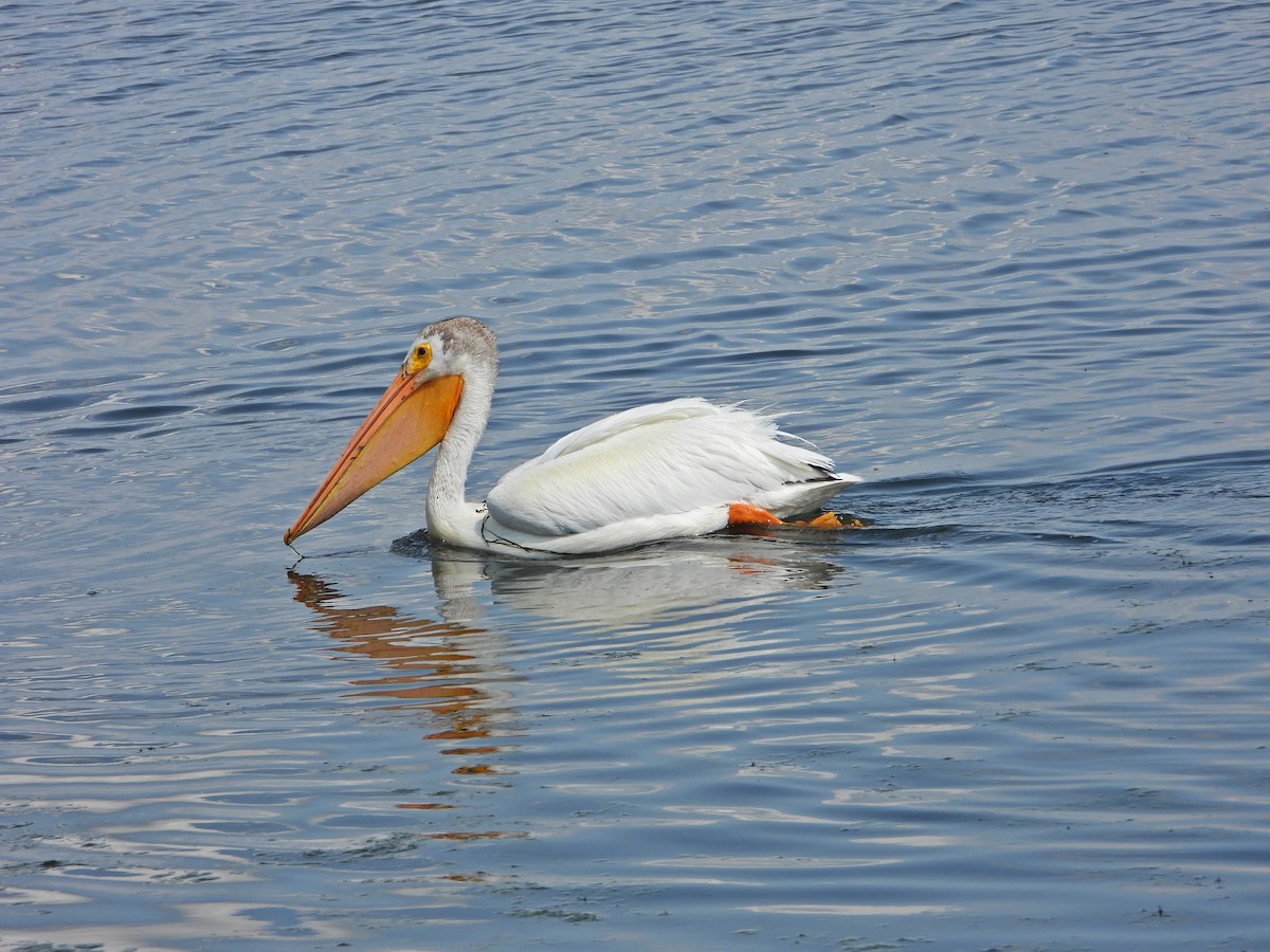 American White Pelican - ML638291913