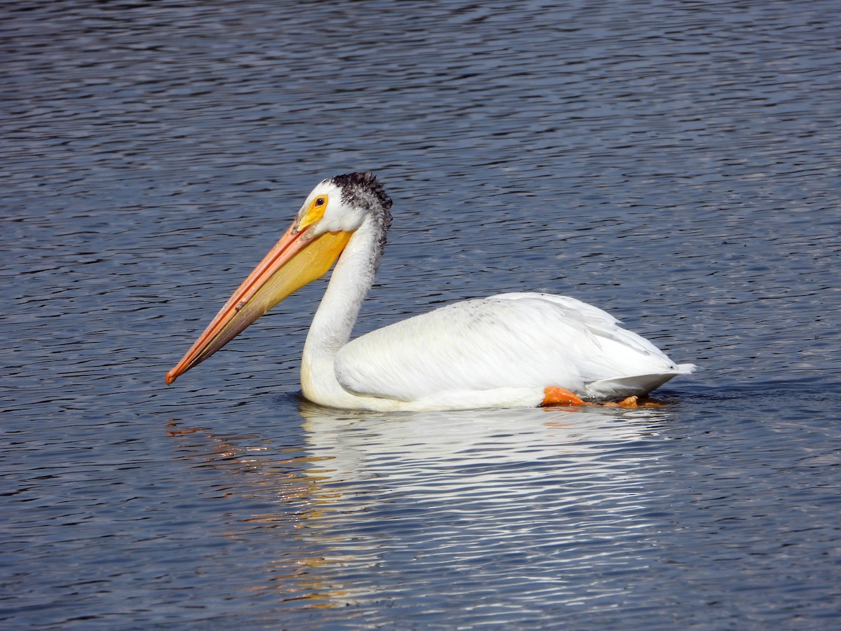 American White Pelican - ML638291917