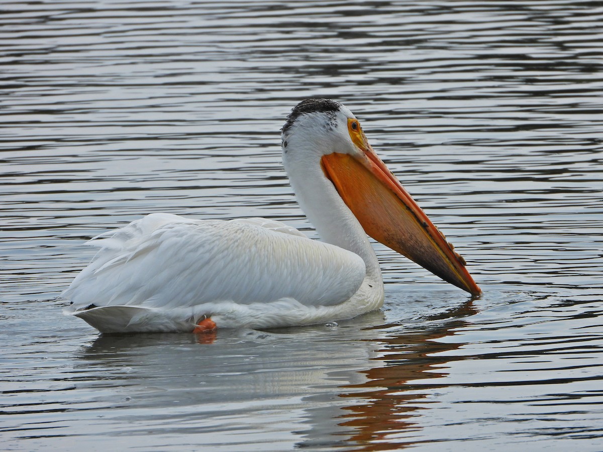 American White Pelican - ML638291918