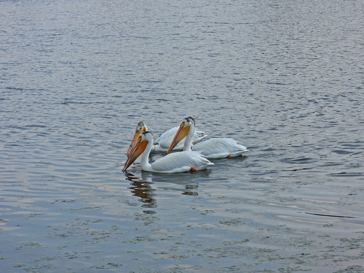 American White Pelican - ML638291919