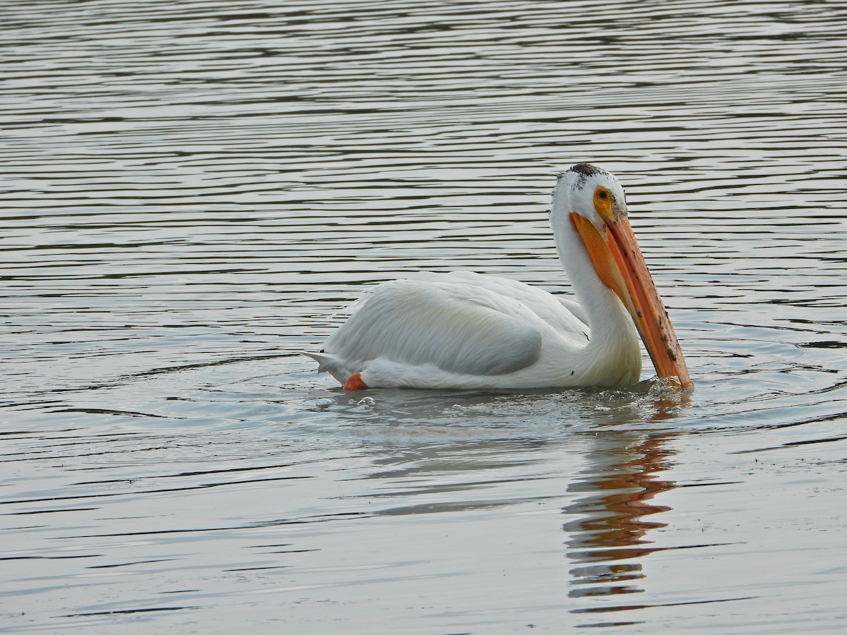 American White Pelican - ML638291920