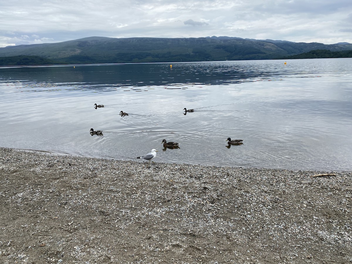 Common Gull - ML638291936
