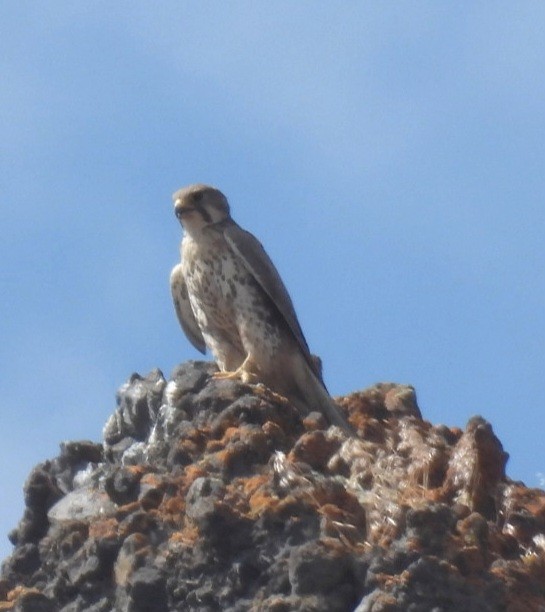 Prairie Falcon - ML638291940