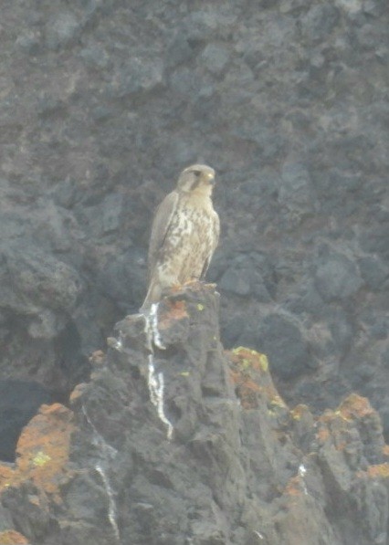 Prairie Falcon - ML638291941