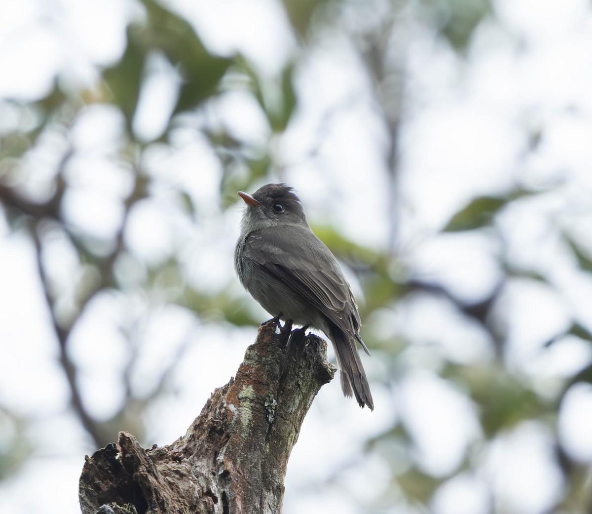 Southern Tropical Pewee - ML638291948