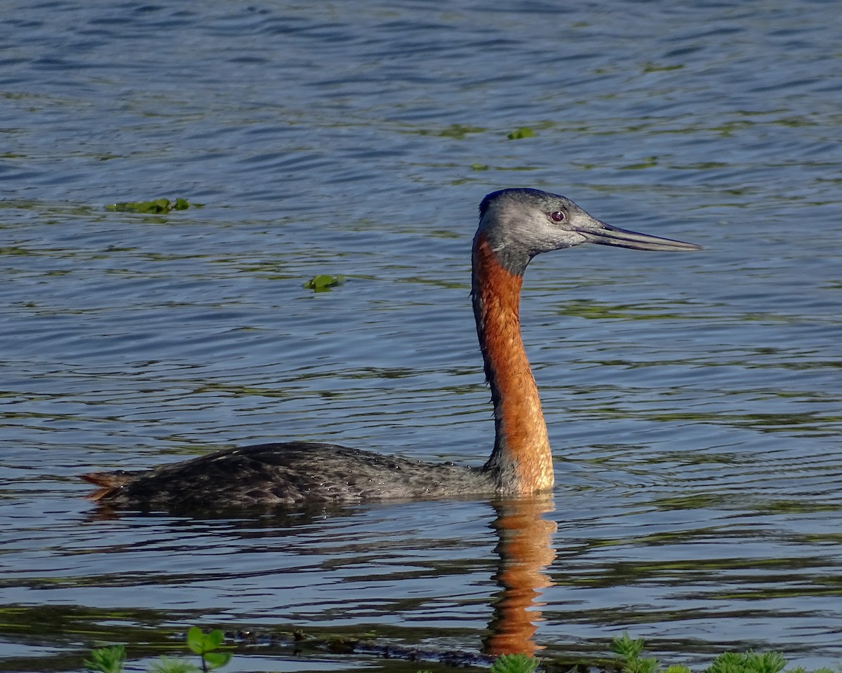 Great Grebe - ML638291976
