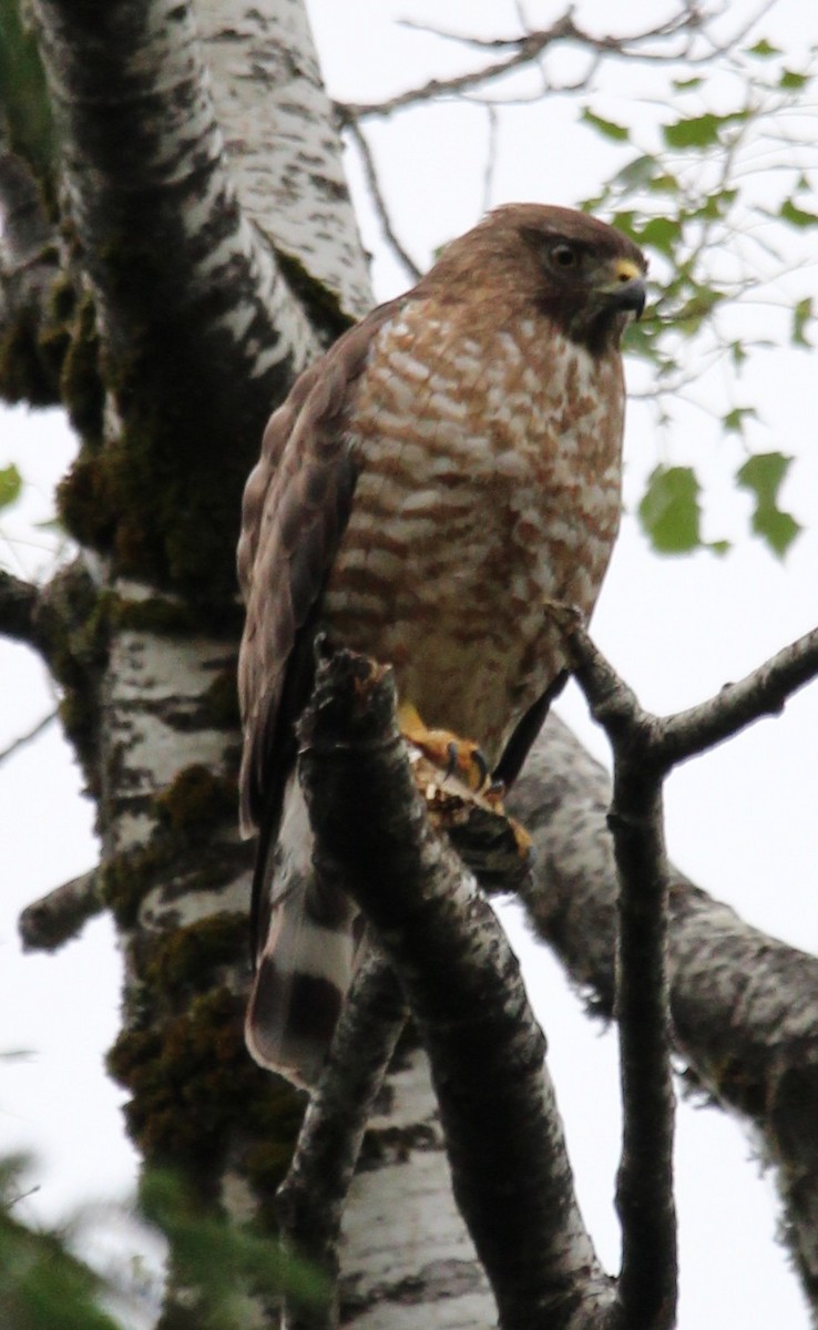 Broad-winged Hawk - ML638291989