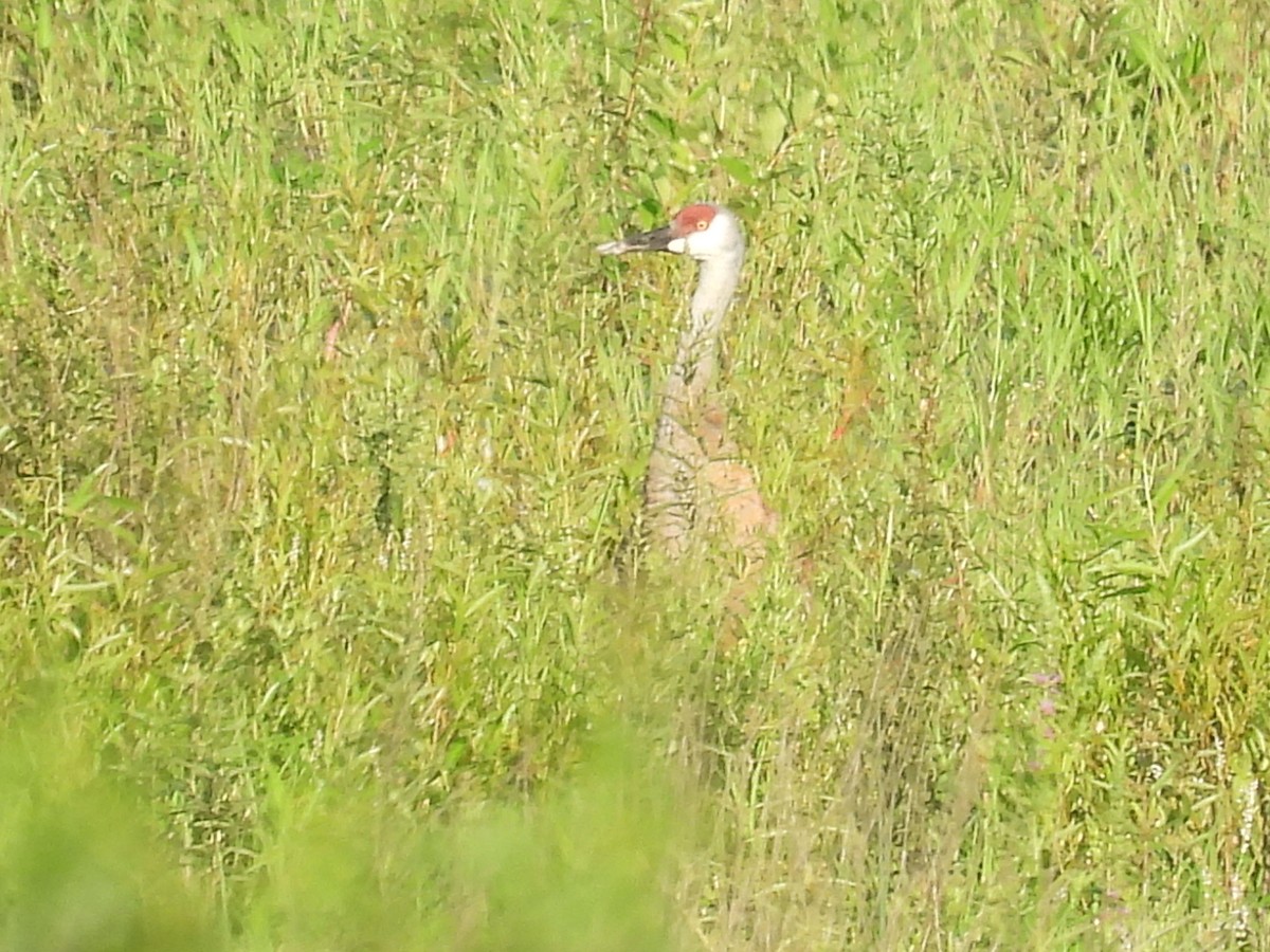 Sandhill Crane - ML638291993