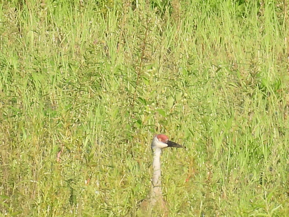 Sandhill Crane - ML638291997