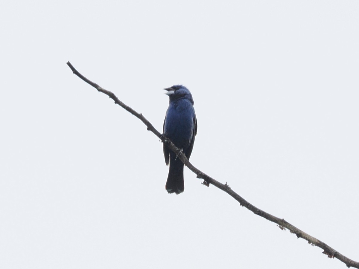 Blue Grosbeak - ML638291999
