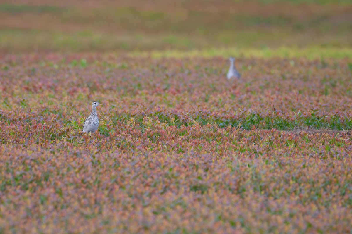 Upland Sandpiper - ML638292001