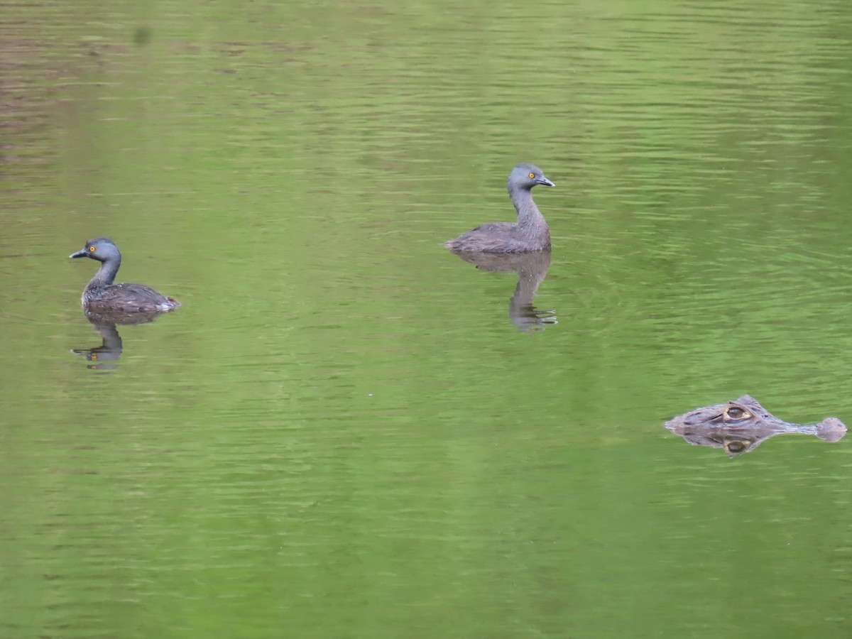 Least Grebe - ML638292004