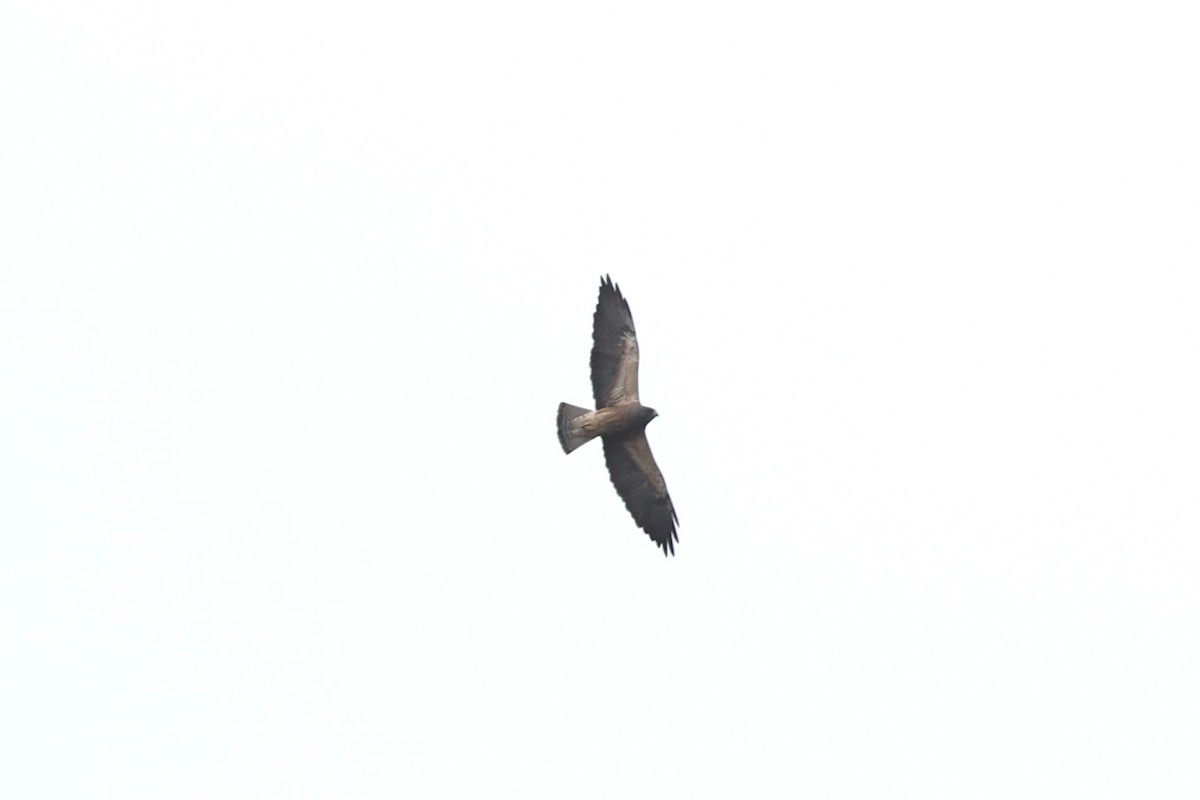 Swainson's Hawk - ML638292011