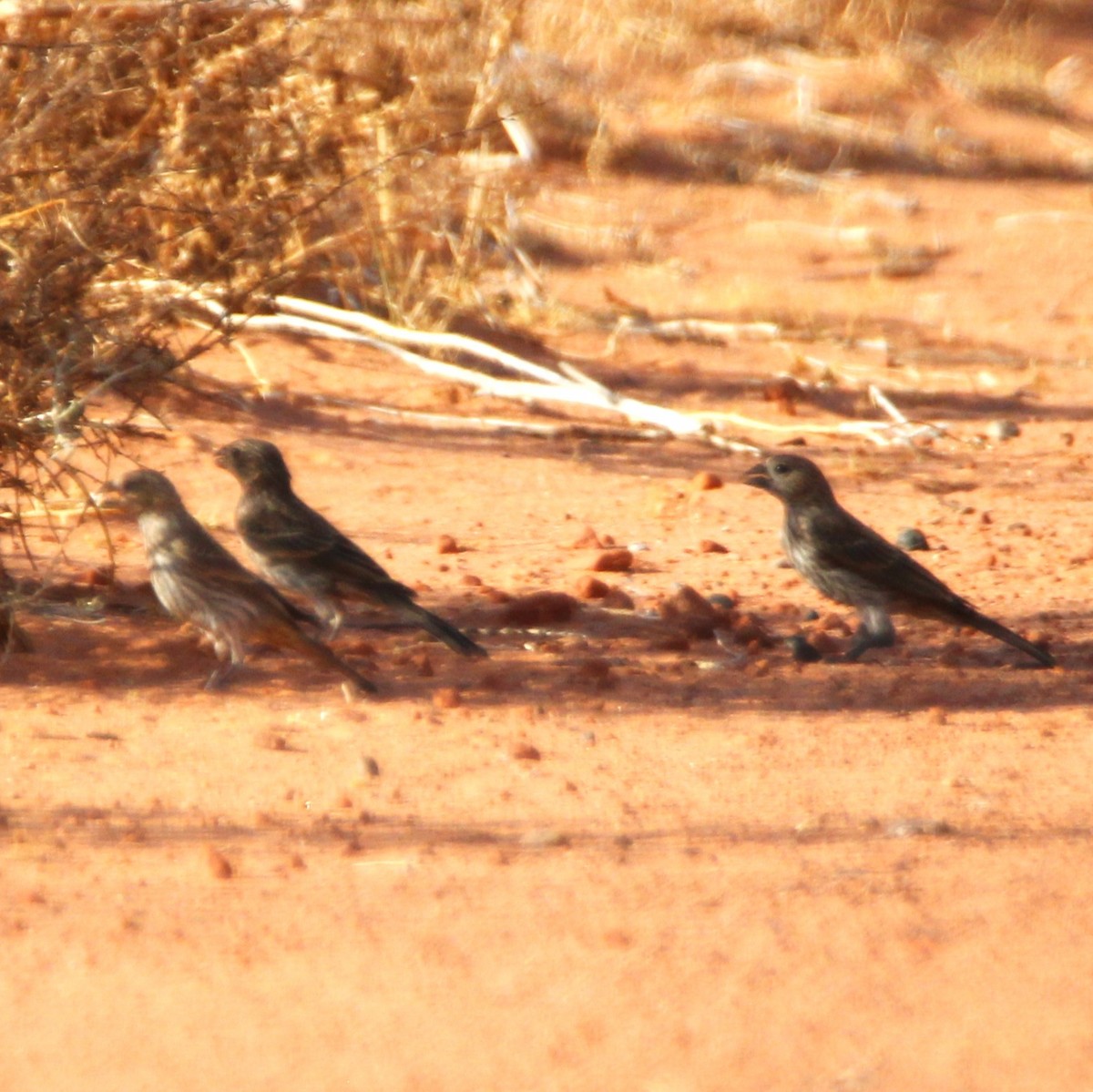 House Finch - ML638292016