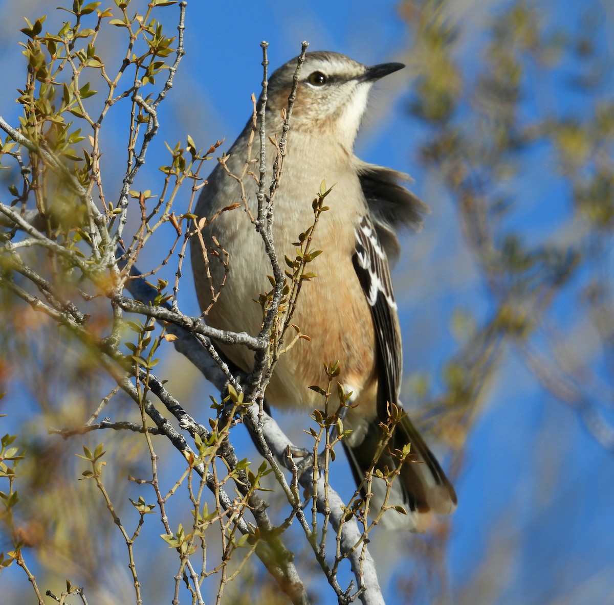 Patagonian Mockingbird - ML638292052