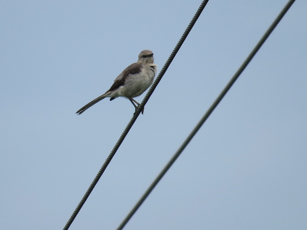 Northern Mockingbird - ML638292056