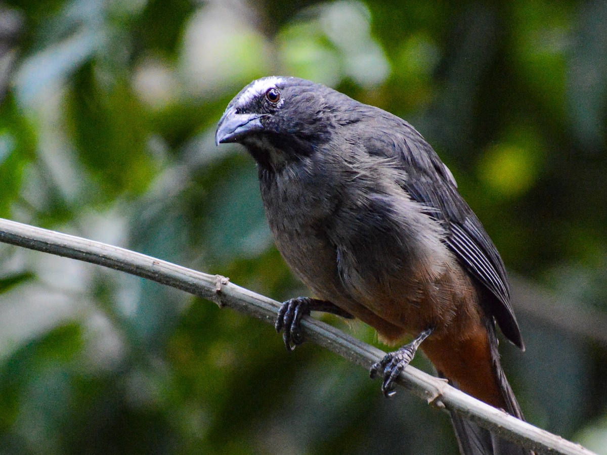 Cinnamon-bellied Saltator - ML638292065