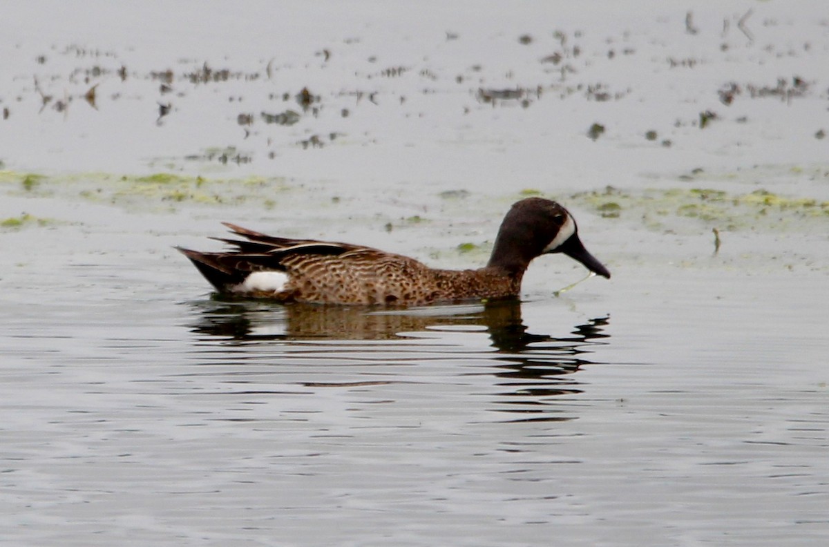 Blue-winged Teal - ML638292068