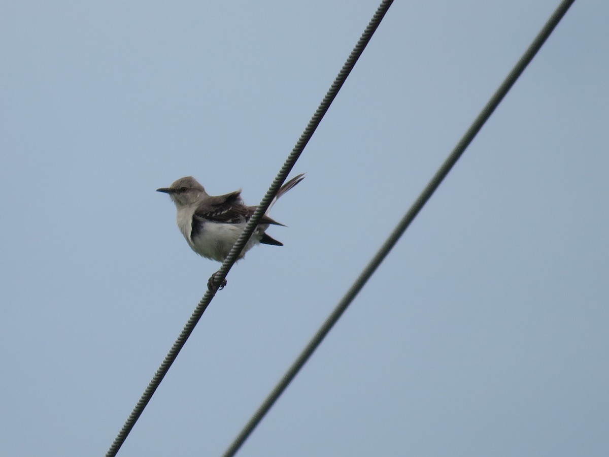 Northern Mockingbird - ML638292073