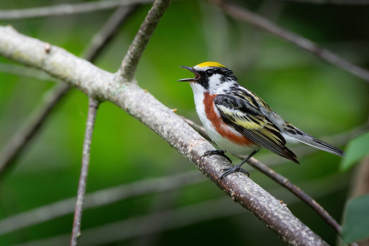 Chestnut-sided Warbler - ML638292076