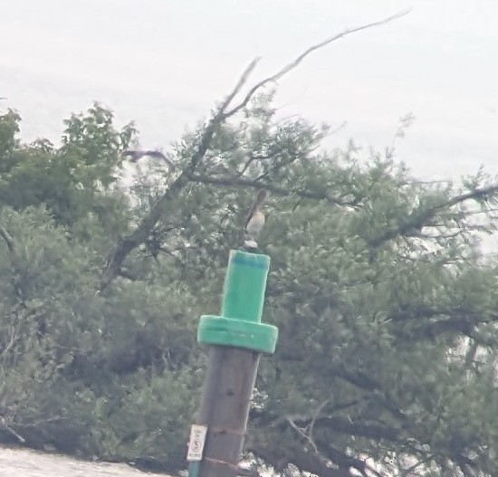 Brown Pelican (Atlantic) - ML638292109