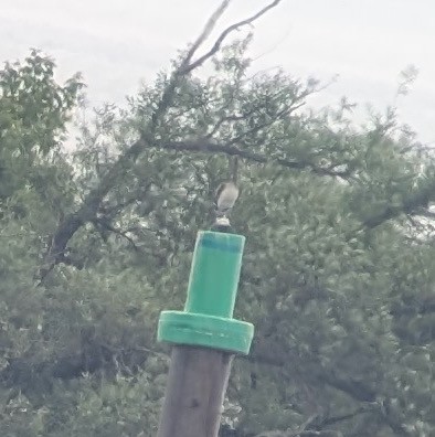 Brown Pelican (Atlantic) - ML638292110