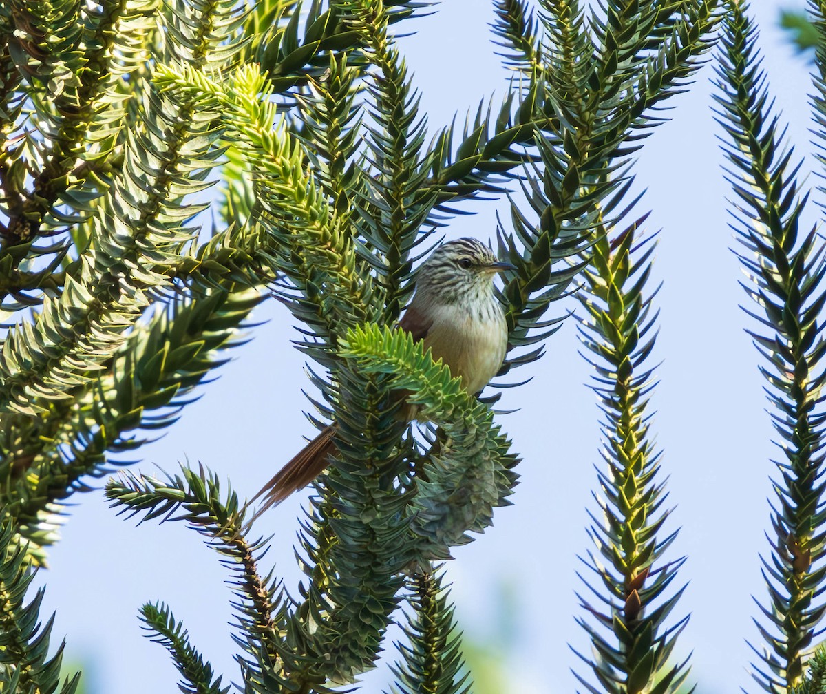 Araucaria Tit-Spinetail - ML638292126
