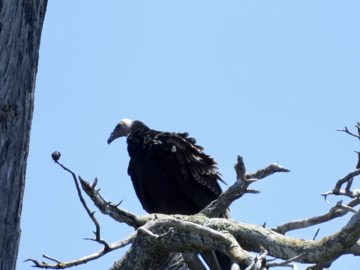 Turkey Vulture - ML638292135
