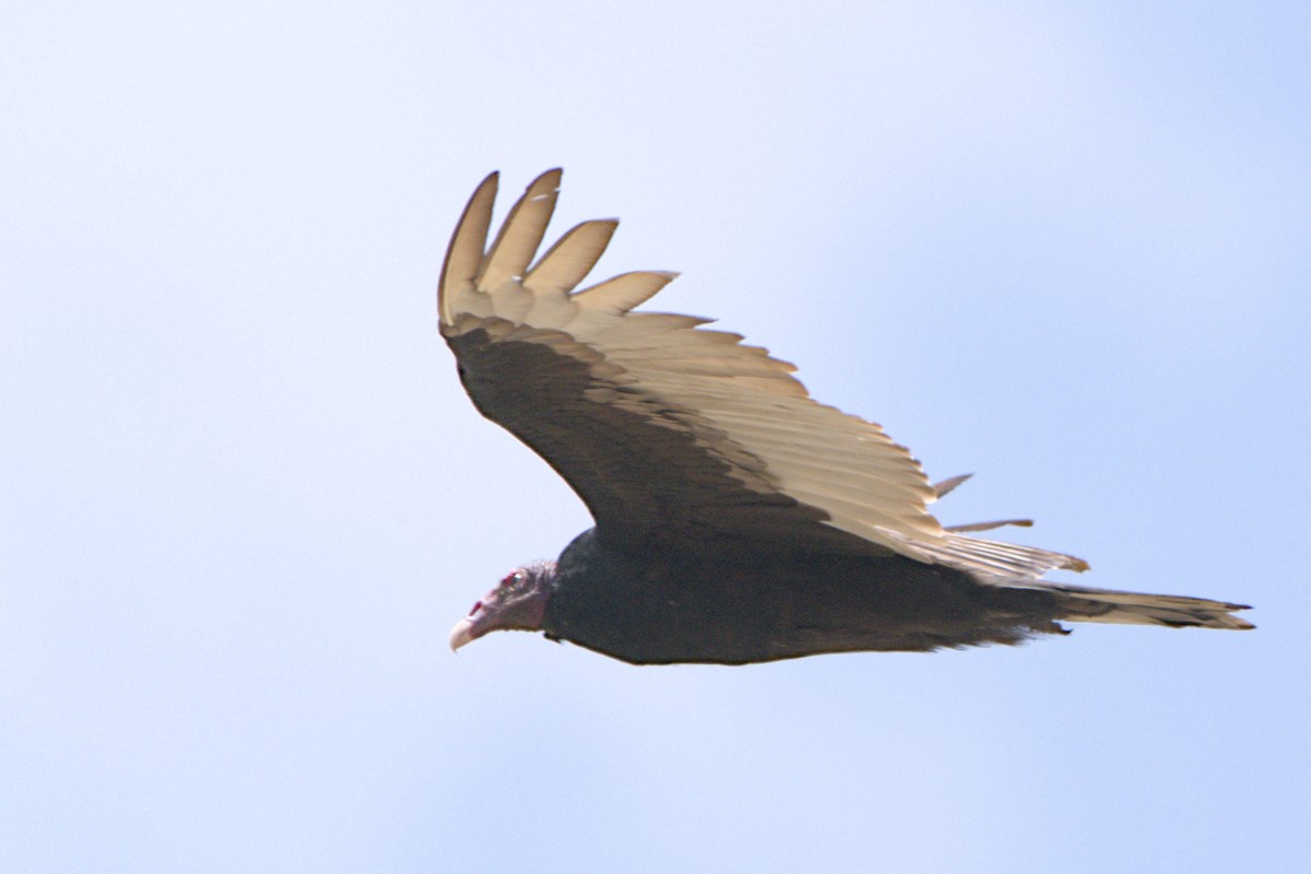 Turkey Vulture - ML638292140