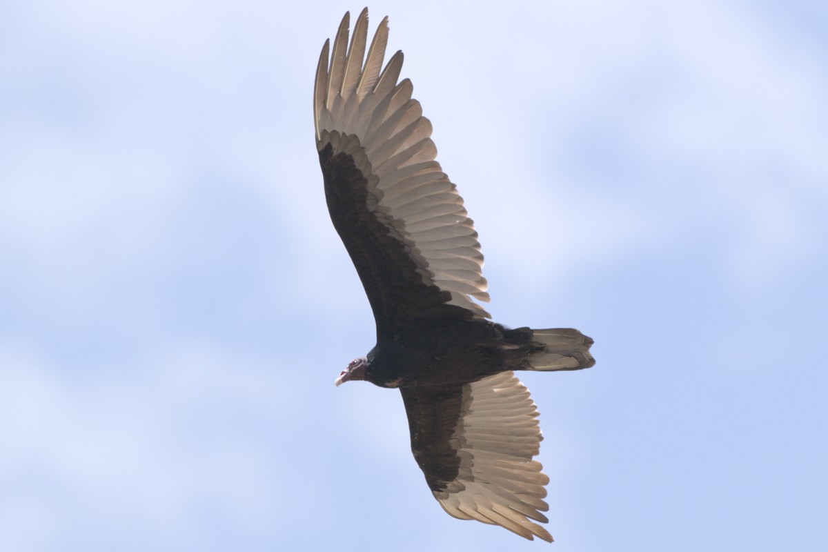 Turkey Vulture - ML638292141