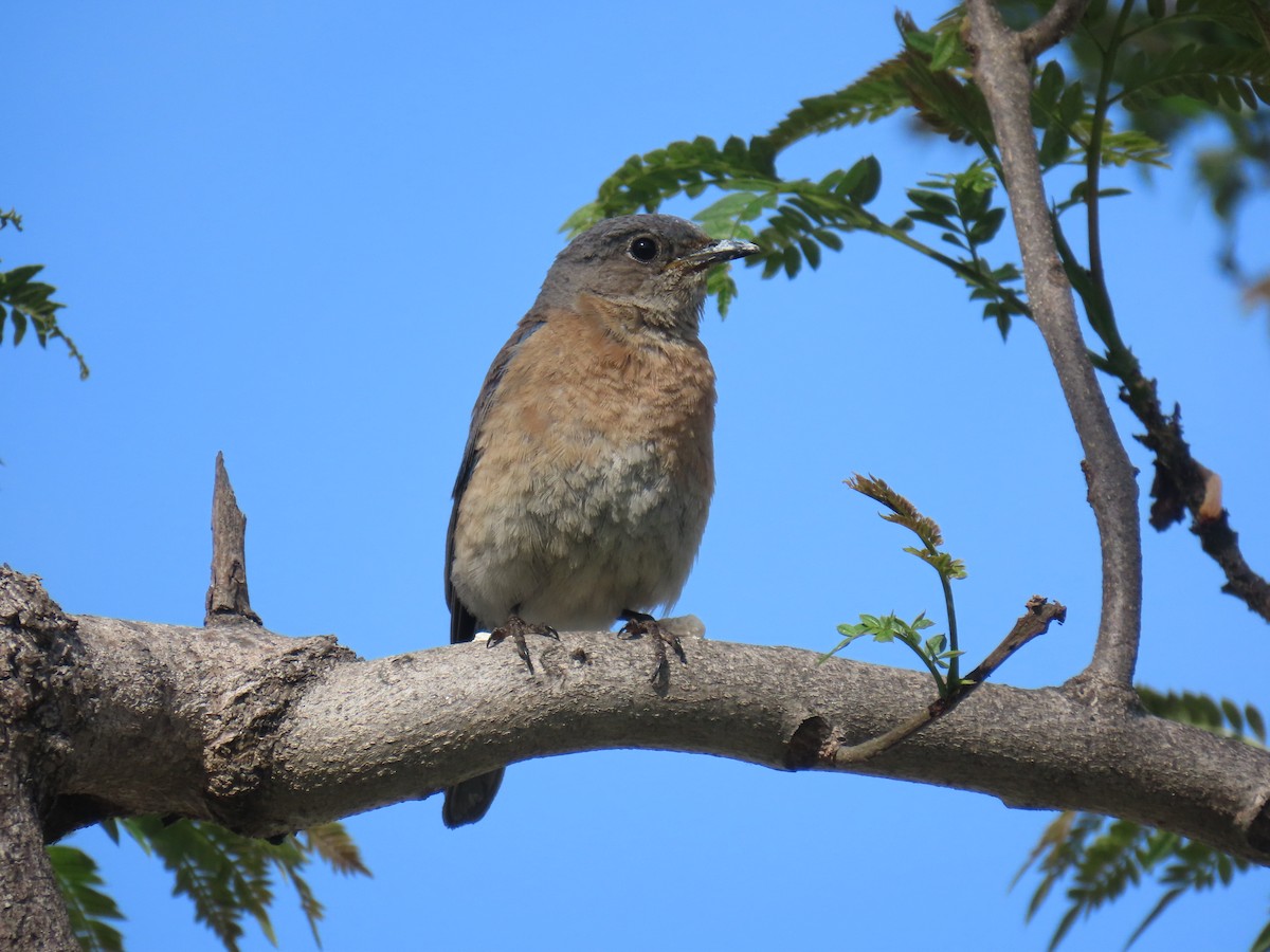 Western Bluebird - ML638292145