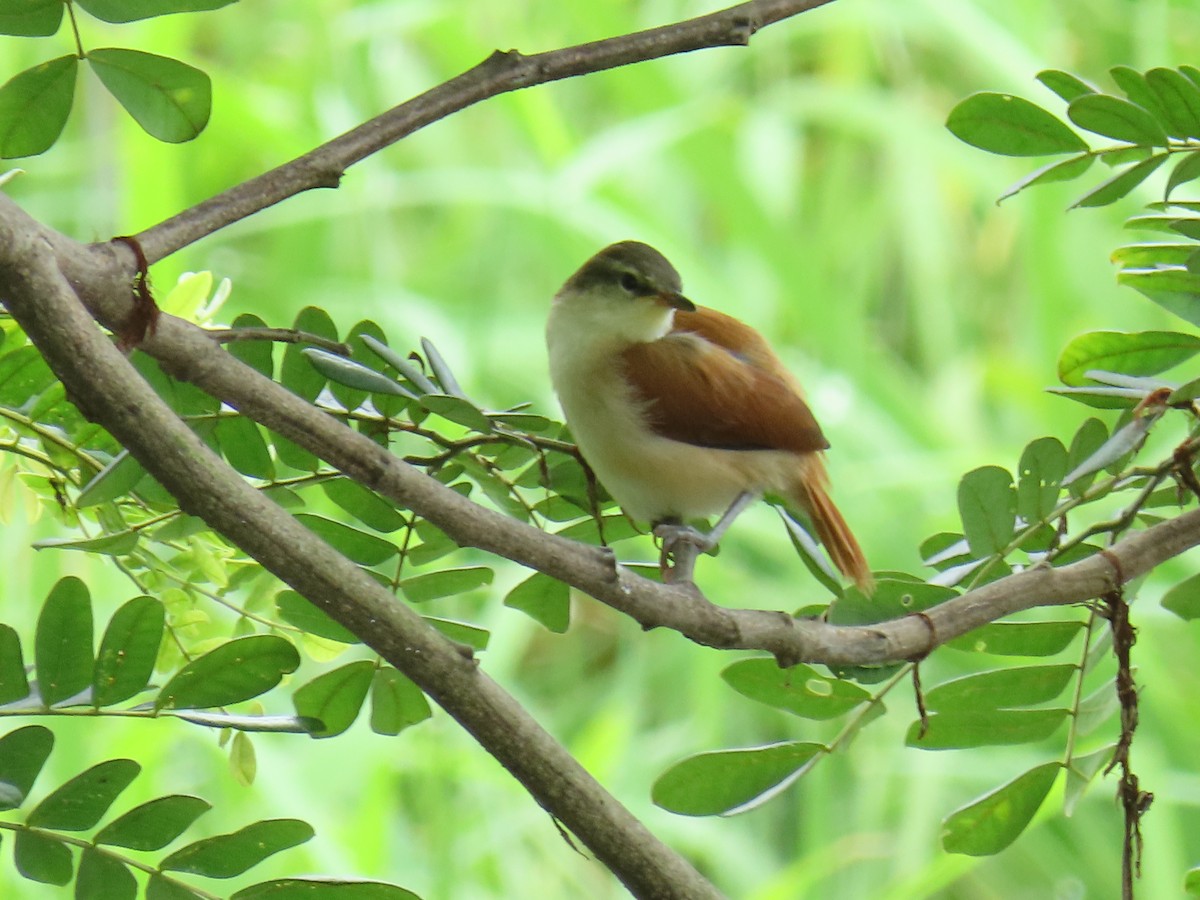 Yellow-chinned Spinetail - ML638292148