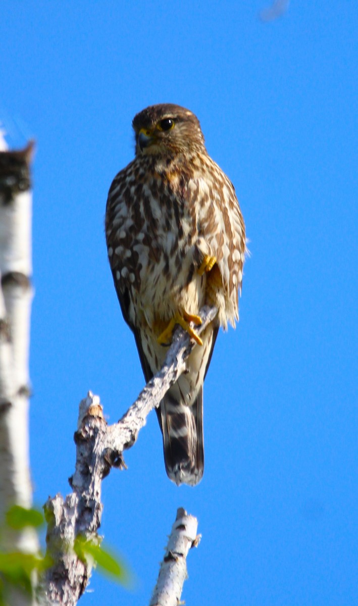 Merlin - ML638292150