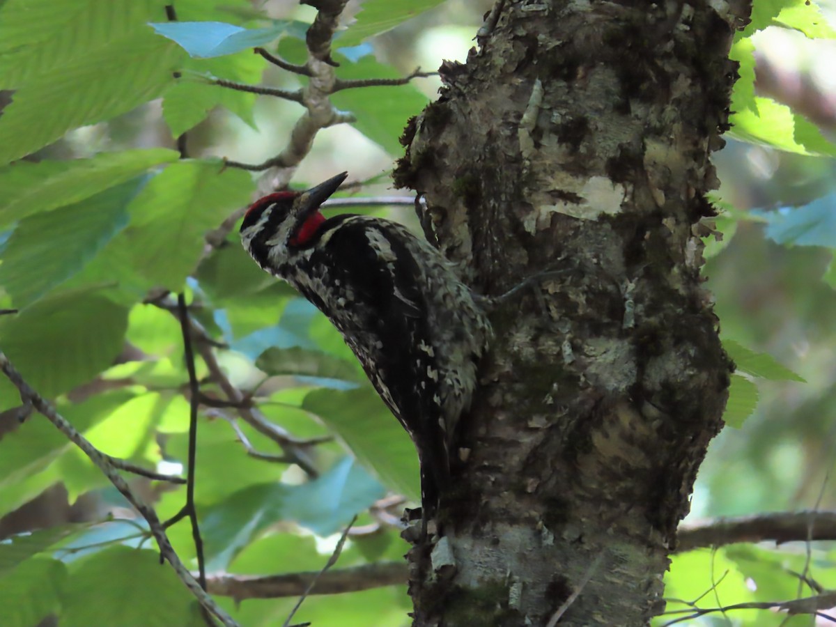 Yellow-bellied Sapsucker - ML638292152