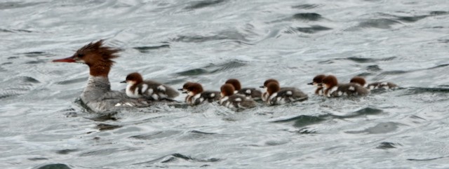 Common Merganser - ML638292162