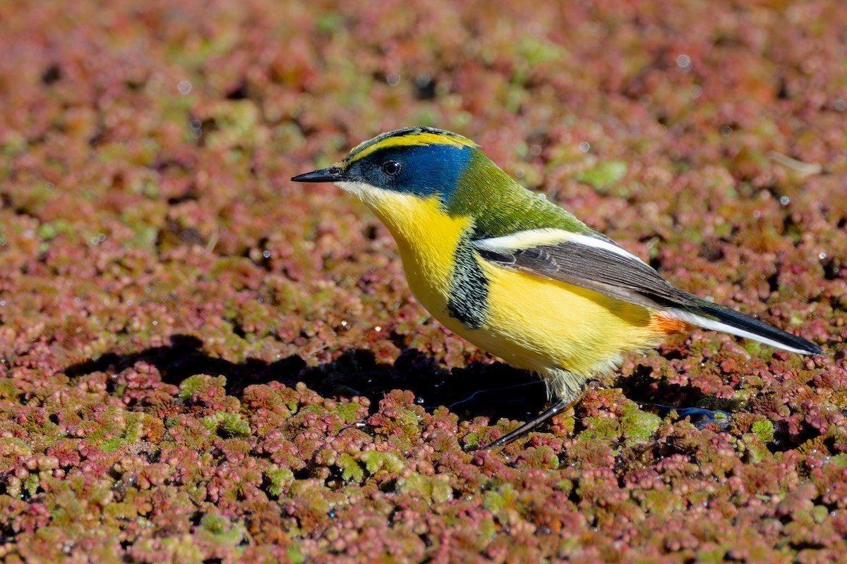 Many-colored Rush Tyrant - ML638292178