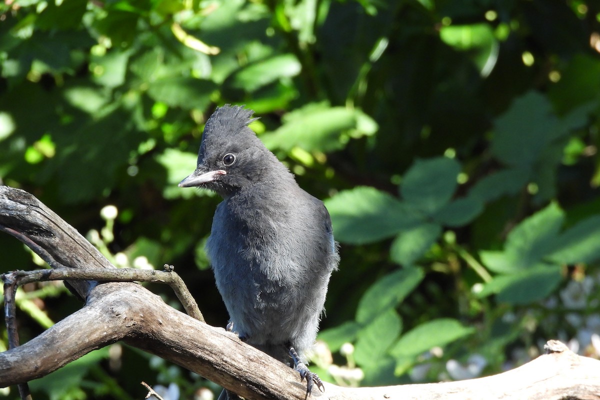 Steller's Jay (Coastal) - ML638292180