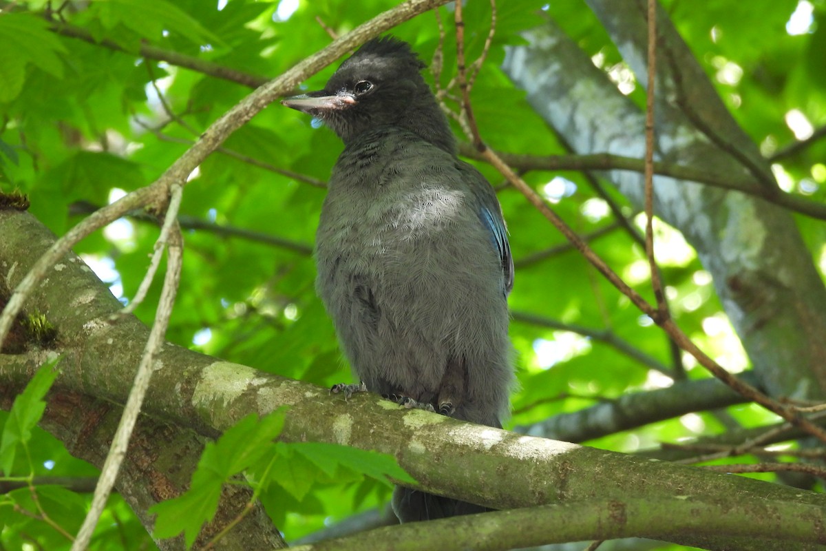 Steller's Jay (Coastal) - ML638292189