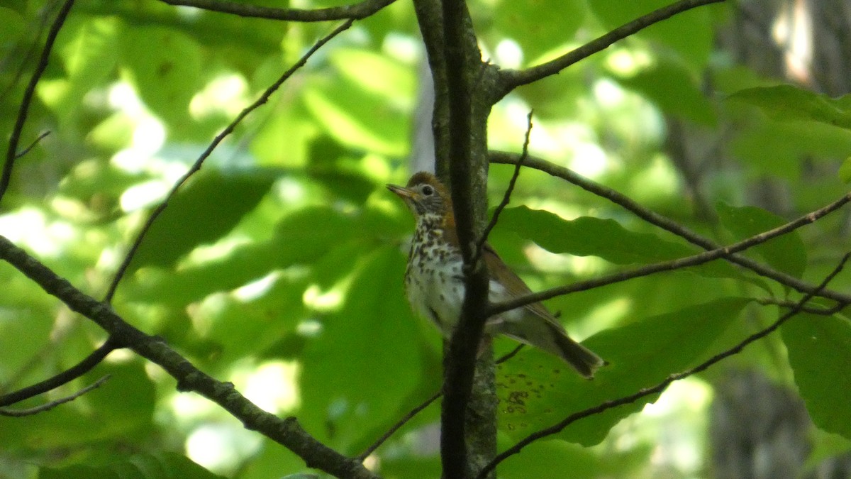 Wood Thrush - ML638292203