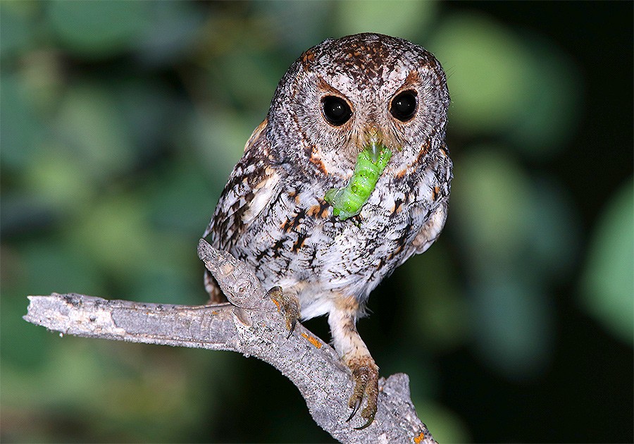 Flammulated Owl - ML63829221