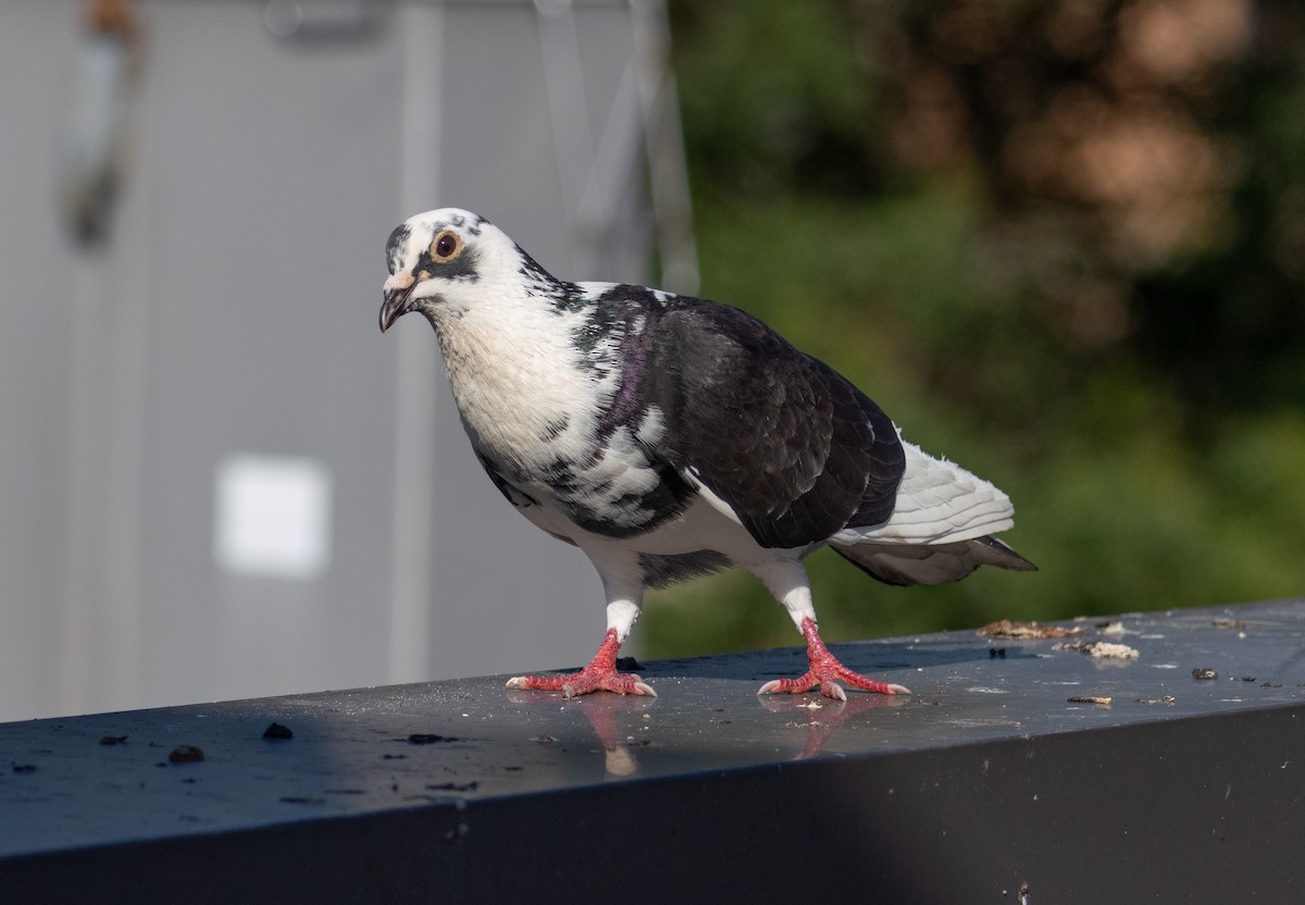 Rock Pigeon (Feral Pigeon) - ML638292210