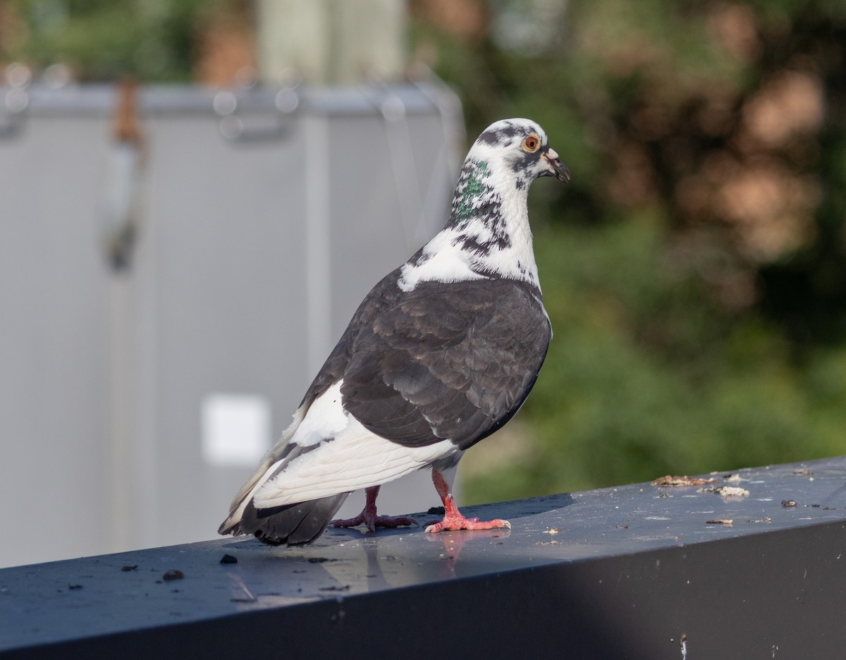 Rock Pigeon (Feral Pigeon) - ML638292211