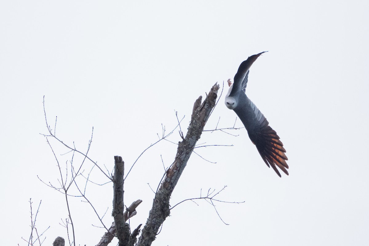 Mississippi Kite - ML638292214