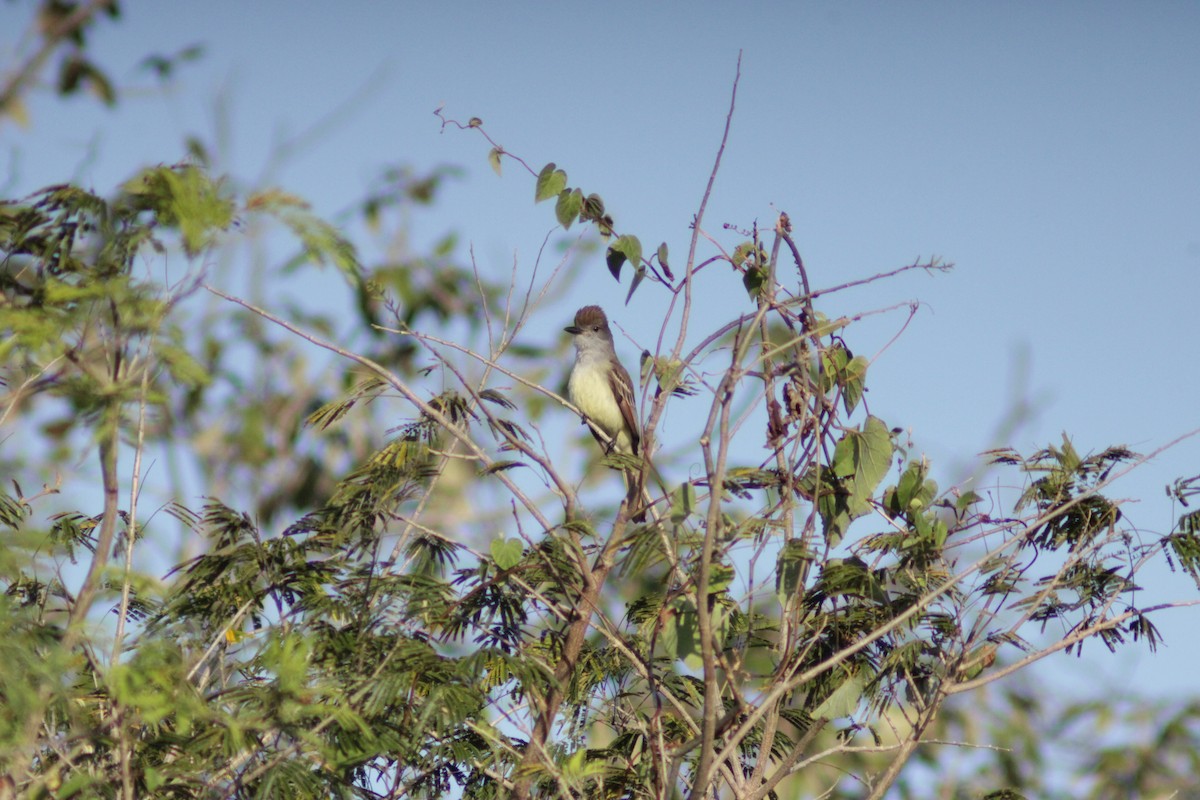 Brown-crested Flycatcher - ML638292217