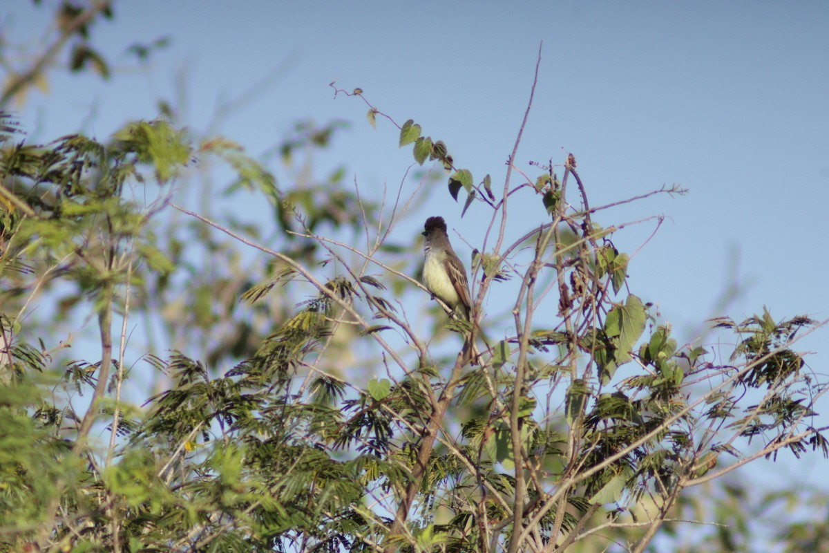 Brown-crested Flycatcher - ML638292218