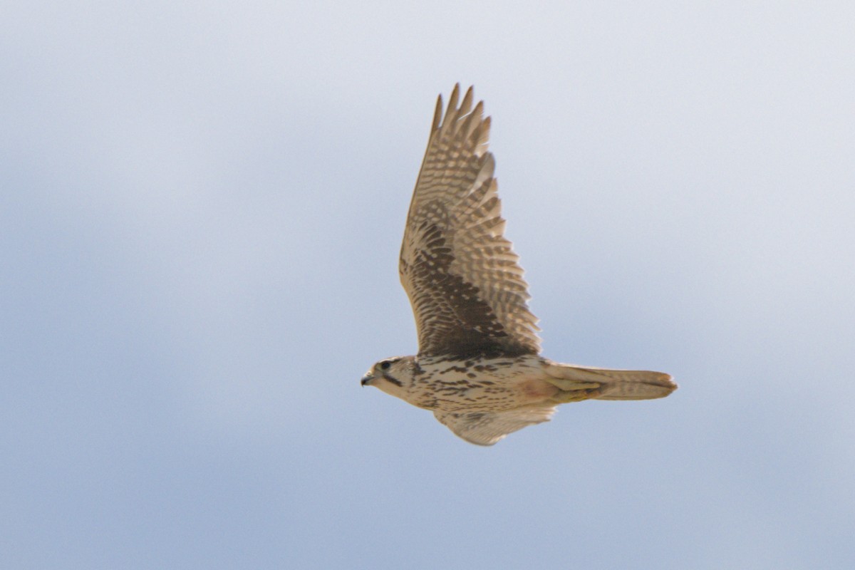 Prairie Falcon - ML638292220