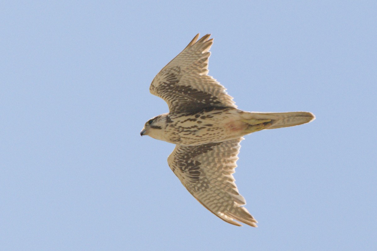 Prairie Falcon - ML638292221