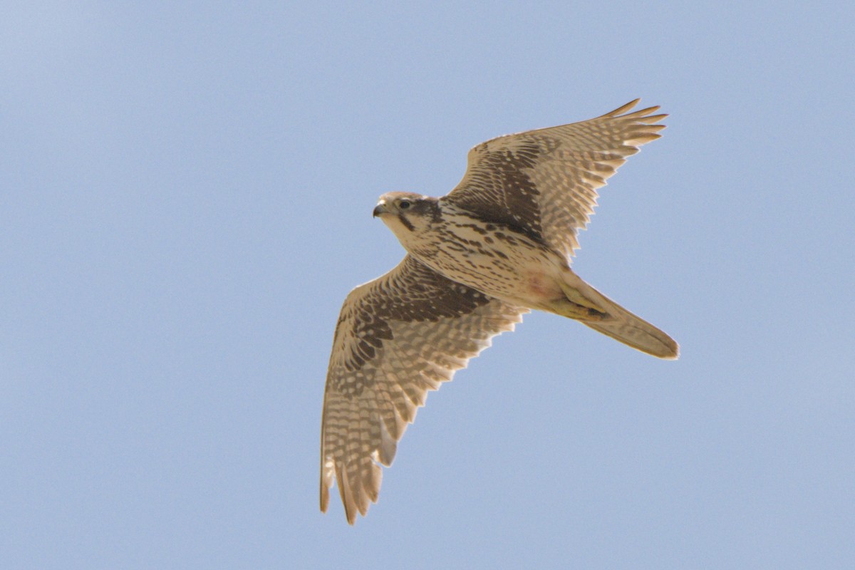 Prairie Falcon - ML638292222
