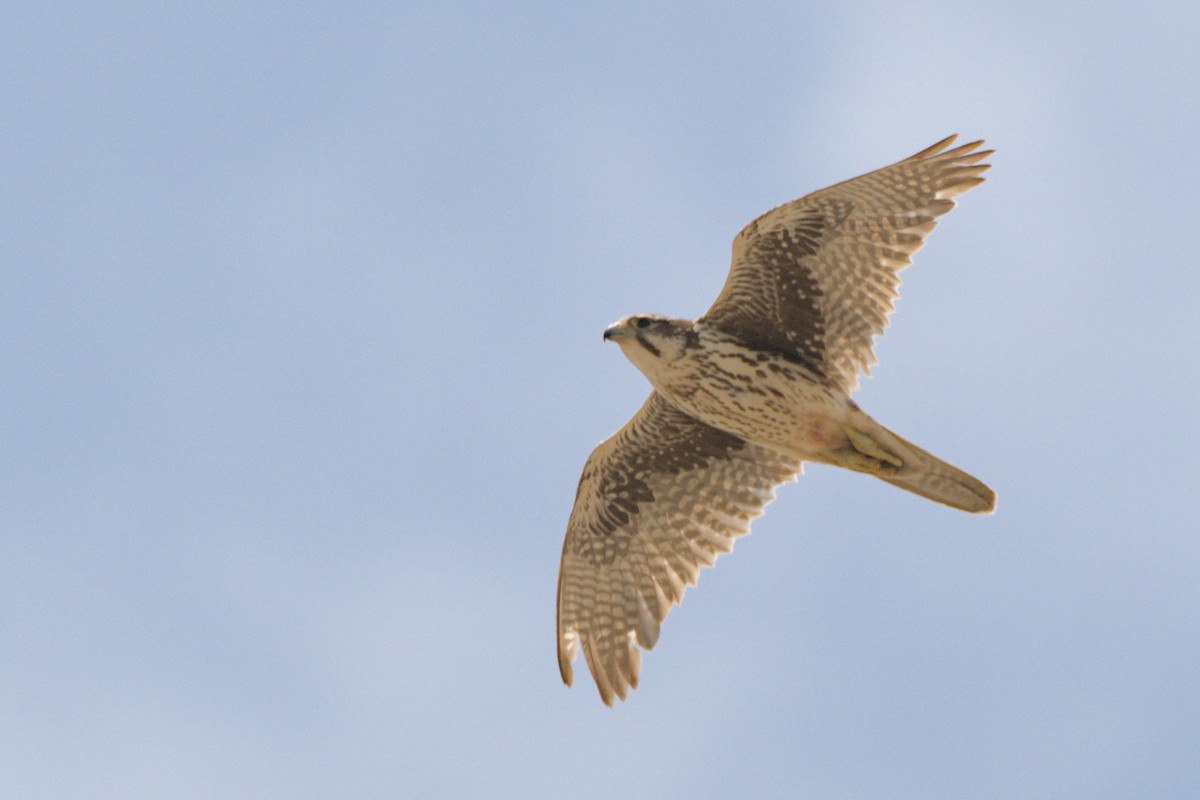 Prairie Falcon - ML638292223