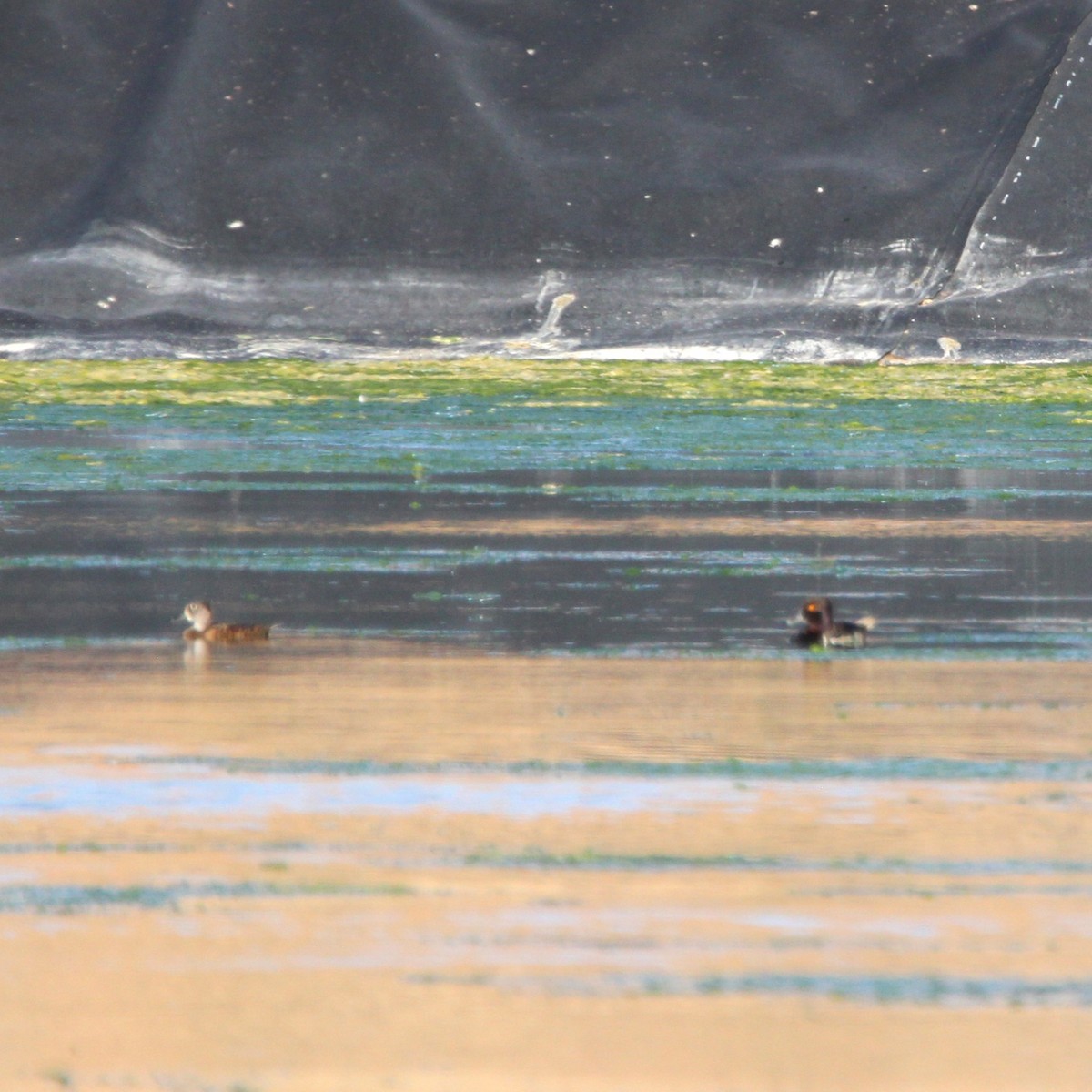 Ring-necked Duck - ML638292225